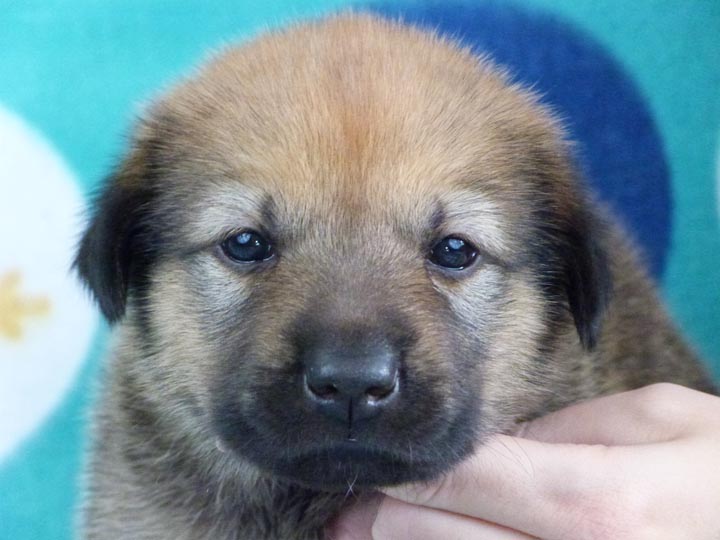 chinook puppy